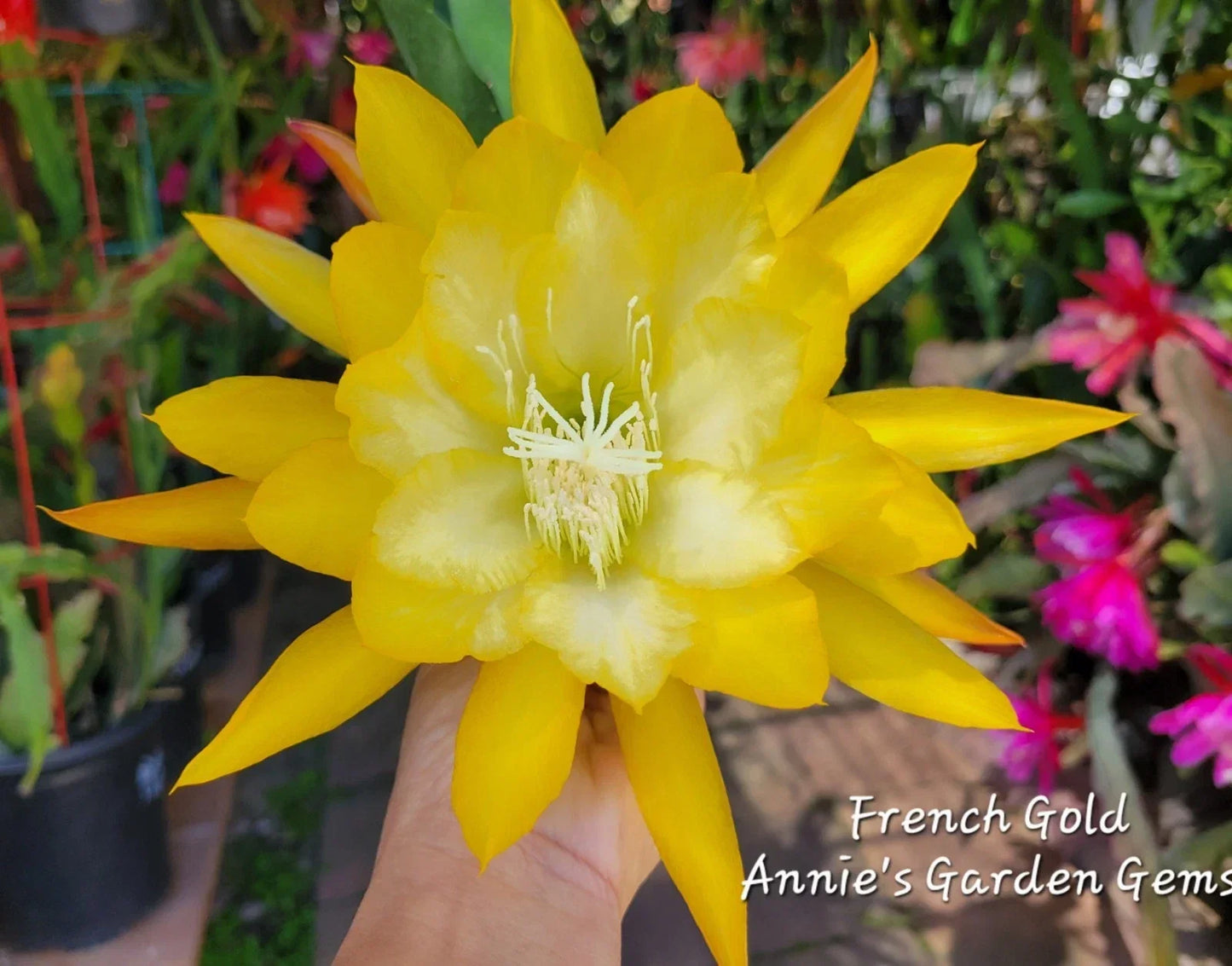 Epiphyllum French Gold Unrooted Cuttings – 8-10 Inches, Yellow Fragrant Blooms, Epiphyllum hybrid for Indoor & Outdoor Gardening