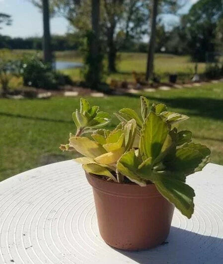 Plectranthus Neochilus Starter Plant – Fuzzy Green Lobster Flower – Indoor Houseplant – Swedish Ivy Spur Flower