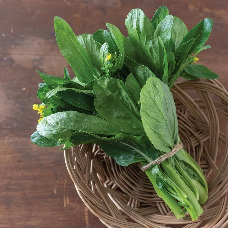 Asian Yu Choy 500 Seeds | Heat-Tolerant Choi Sum | Chinese Flowering Cabbage