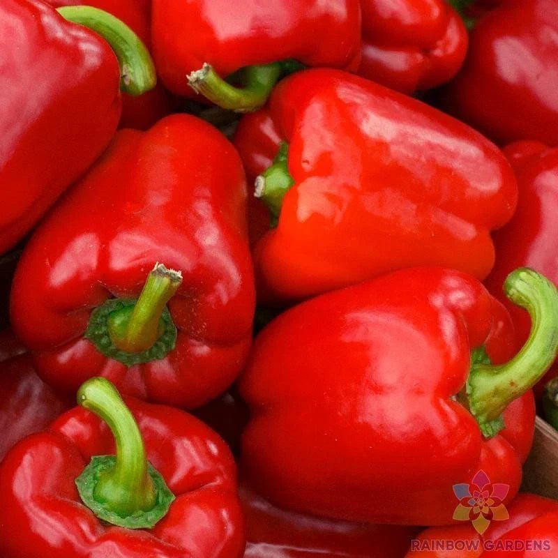 Big Red Bell Sweet Pepper Seeds - 25+ Pack - Capsicum annuum - USA Grown