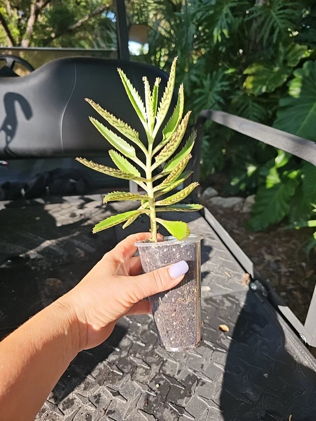 Mothers of Millions Succulent Bare Root 3-5" Kalanchoe daigremontiana Alligator Plant, Drought Tolerant, Indoor Outdoor