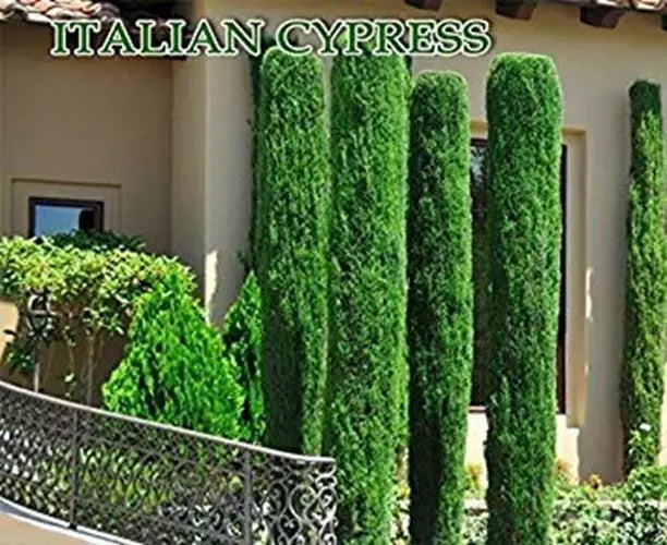 300 Italian Cypress Seeds - Tuscan Variety Cupressus sempervirens for Fast-Growing Landscaping Trees