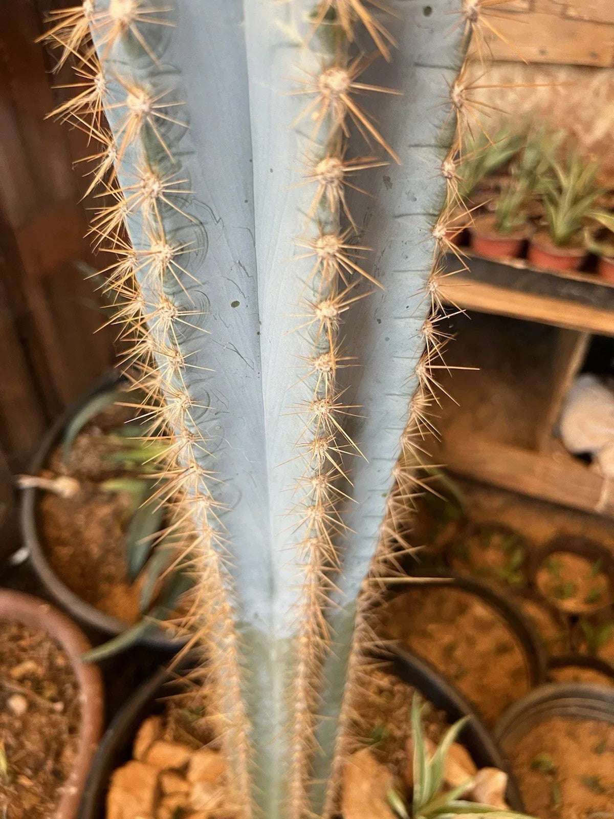 Pilosocereus Cactus Cutting 12" Chunky Succulent for Indoor Outdoor Decor, Unique Desert Plant