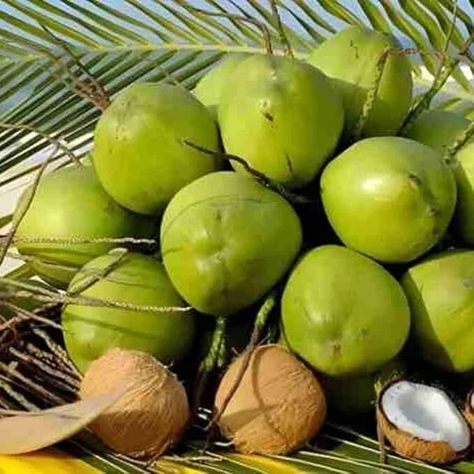 Sprouted Dwarf Green Malayan Coconut Plant - 6-8 Inches Tall - Rare Costa Rican Certified Coconuts - Cocos nucifera 'Malayan Dwarf'