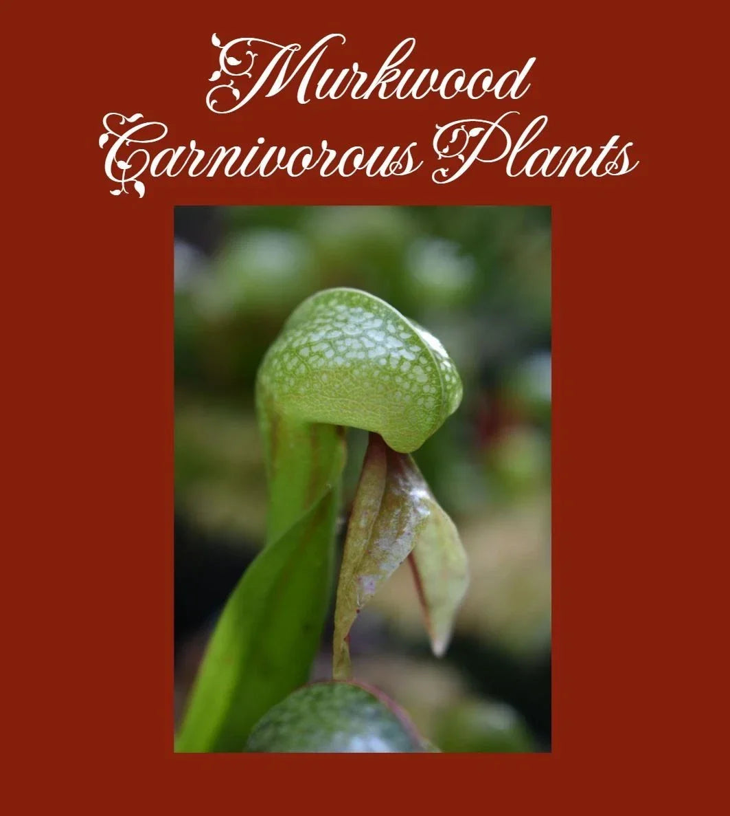 Live Cobra Lily Plant - Darlingtonia californica - Carnivorous Pitcher Plant in 4-inch Pot