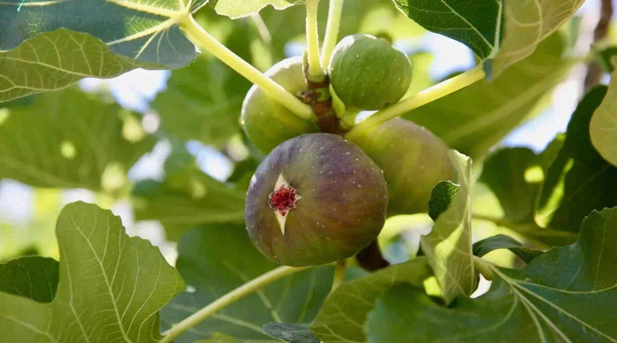 Alma Fig Seeds - 100+ Premium Ficus carica Seeds for Garden Planting - USA Origin