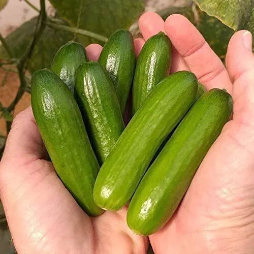 Mini Vegetable Seeds - 30 Mini-Me Cucumber Seeds - Cucumis sativus for Home Gardening
