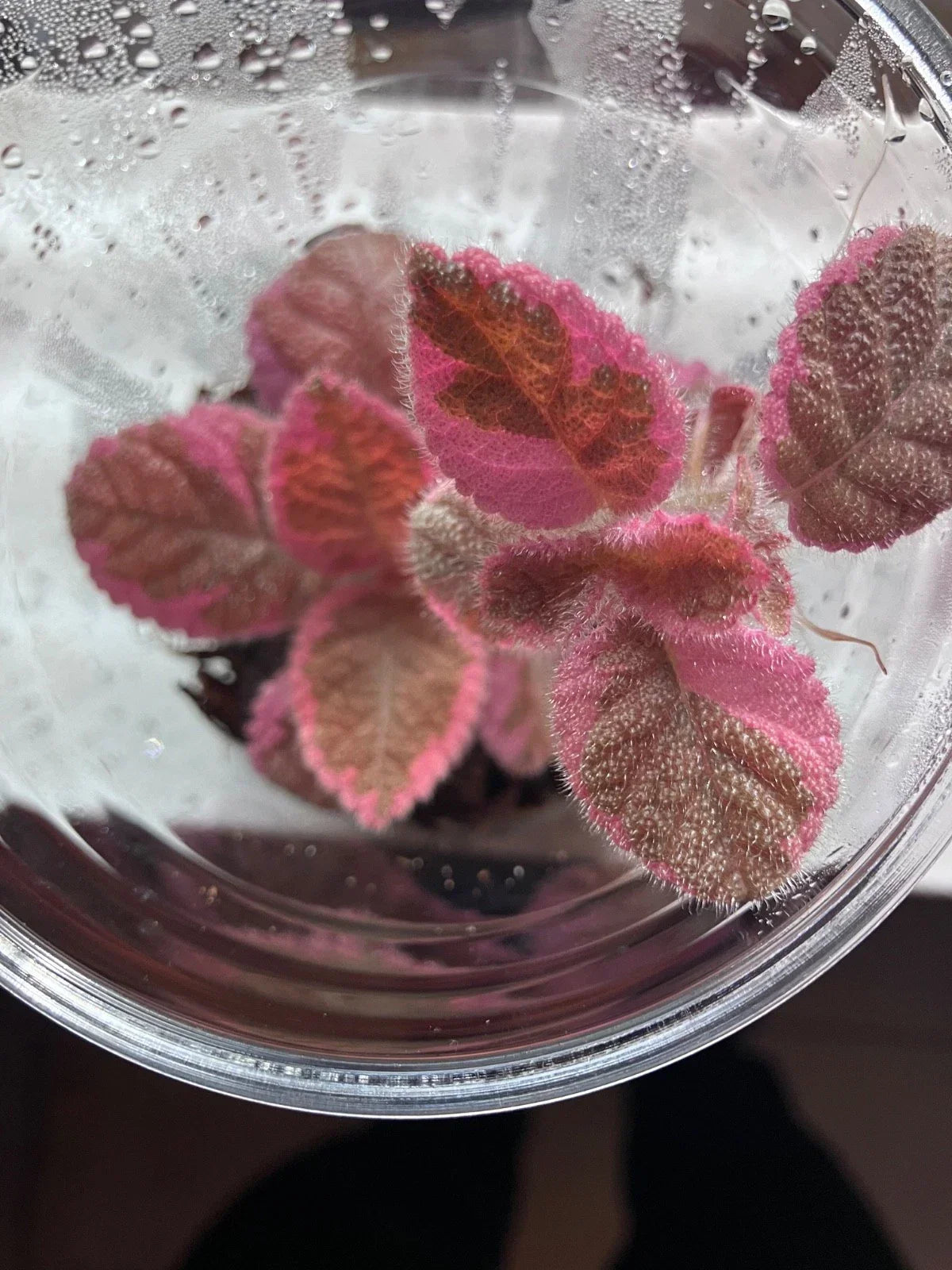 Episcia Pink Smoke Flame Violet Bareroot Starter Plant - Variegated Indoor Houseplant, Easy Care, Gesneriad