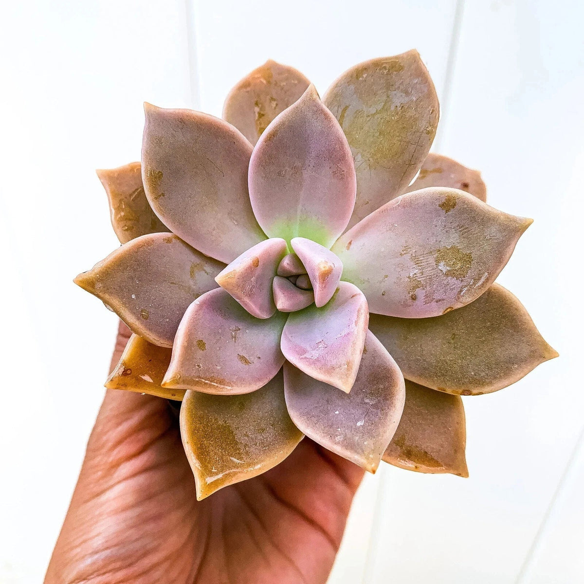 Ghost Plant Succulent - Live Graptopetalum paraguayense in 4-inch Pot, Mother of Pearls, Indoor Low Maintenance Plant