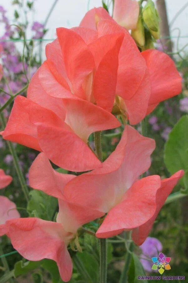 Patti Sweet Pea Seeds - 50+ Pack - Lathyrus odoratus - Garden Planting USA