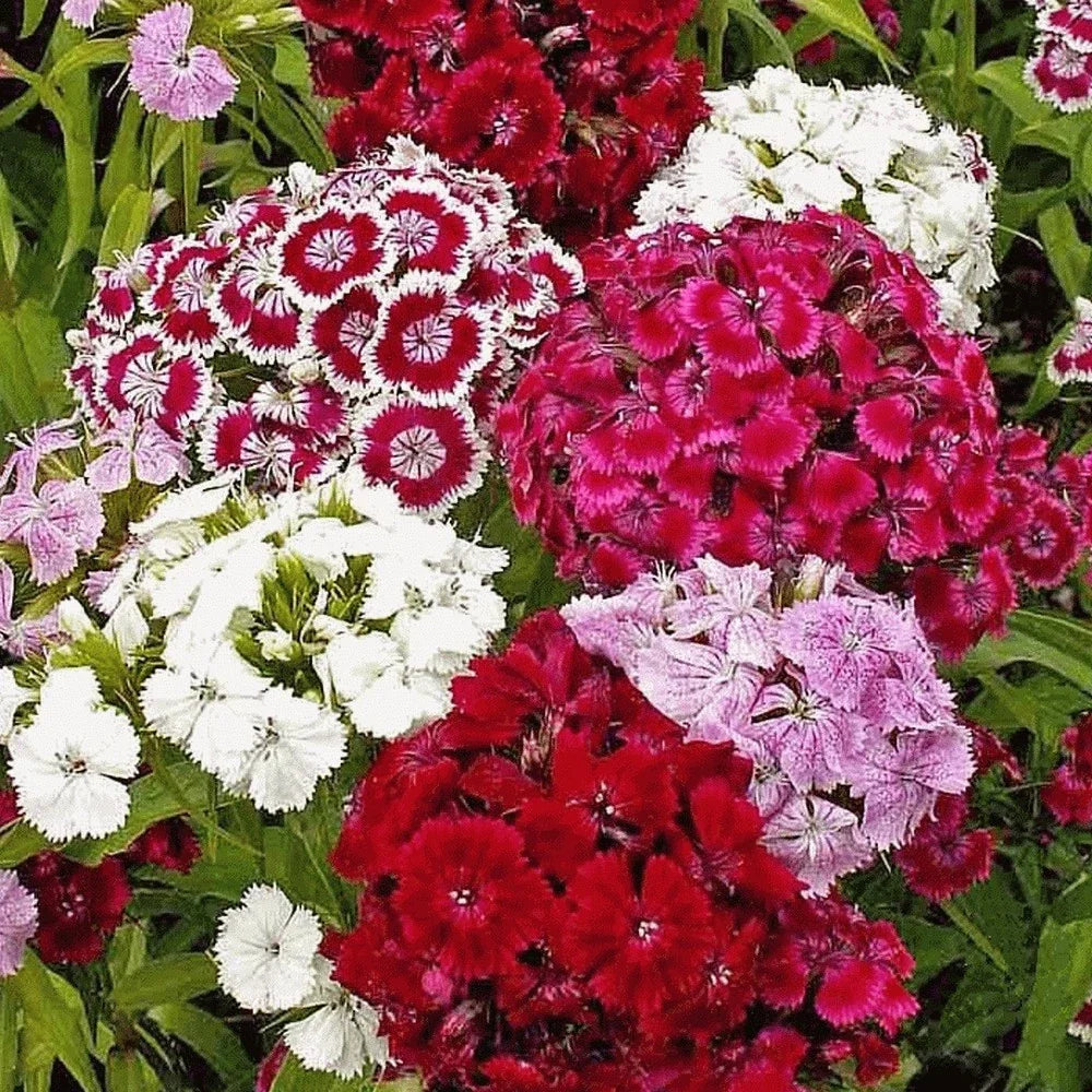 Sweet William Seeds - 200+ Dianthus barbatus Perennial Flower Seeds in Fragrant Mixed Colors for Garden, Borders, and Containers