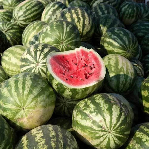 Crimson Sweet Watermelon Seeds - Heirloom Non-GMO Citrullus lanatus - Juicy Red Flesh, 25+ Fruit, Easy to Grow, Free Shipping