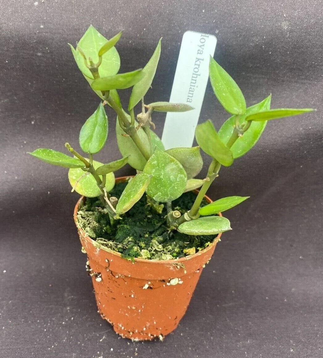 Hoya krohniana Plants - 2" Pots, Rooted Cuttings, Wax Houseplant, Easy Care Indoor Plant, Trailing Vine, Apocynaceae