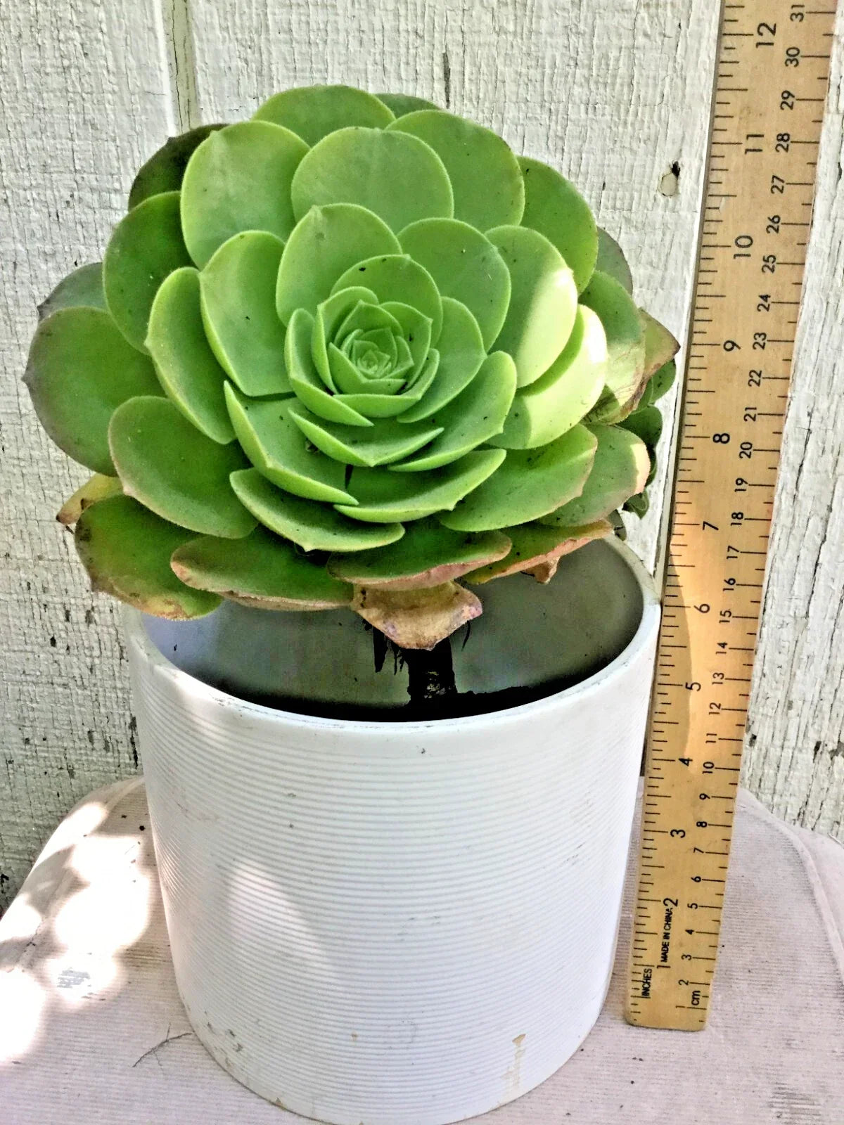 Big Rooted Aeonium Arboreum Succulent Plant - Green Rose, Indoor/Outdoor Decor, 11" Tall, Drought-Tolerant, Rosette, Cactus & Succulent