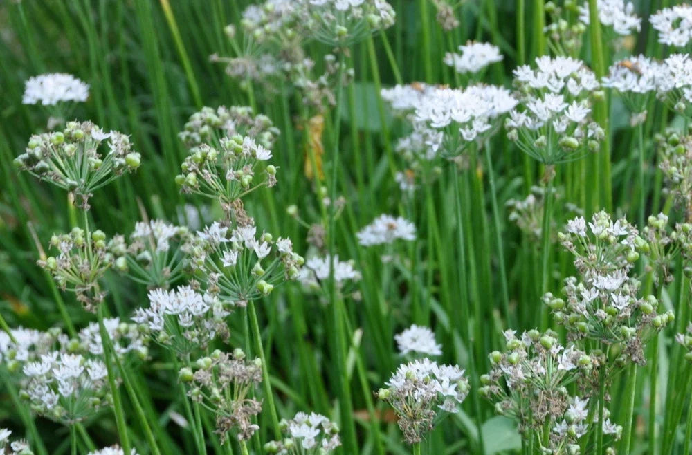 Garlic Chives Seeds - 100+ Allium tuberosum Perennial Herb for Cooking & Gardening, Culinary Herb Seed Packet
