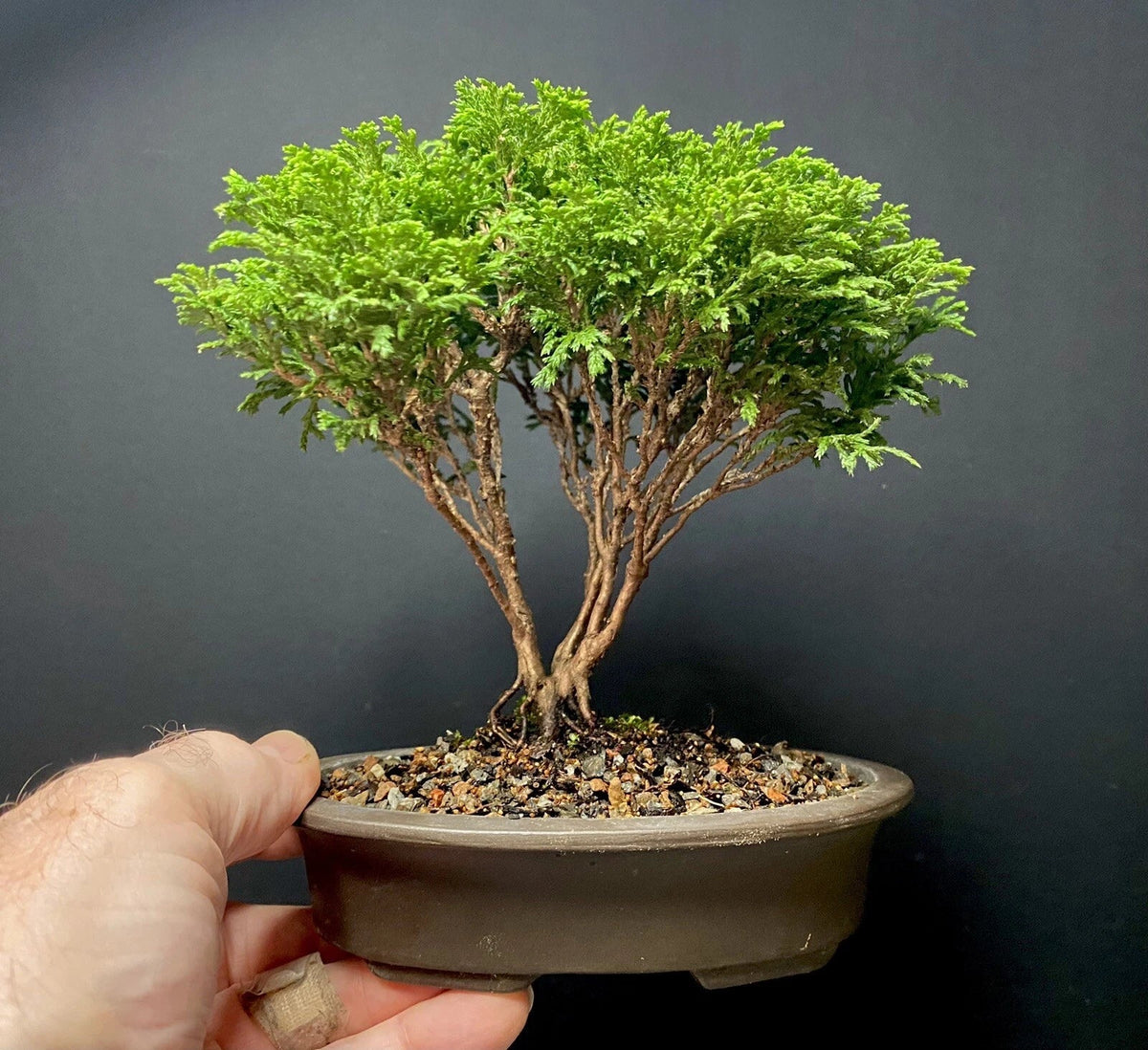 Mame Bonsai Tree Tsukumo Cypress Chamaecyparis Pisifera in Japanese Pot, 7-Year-Old Indoor Outdoor Bonsai