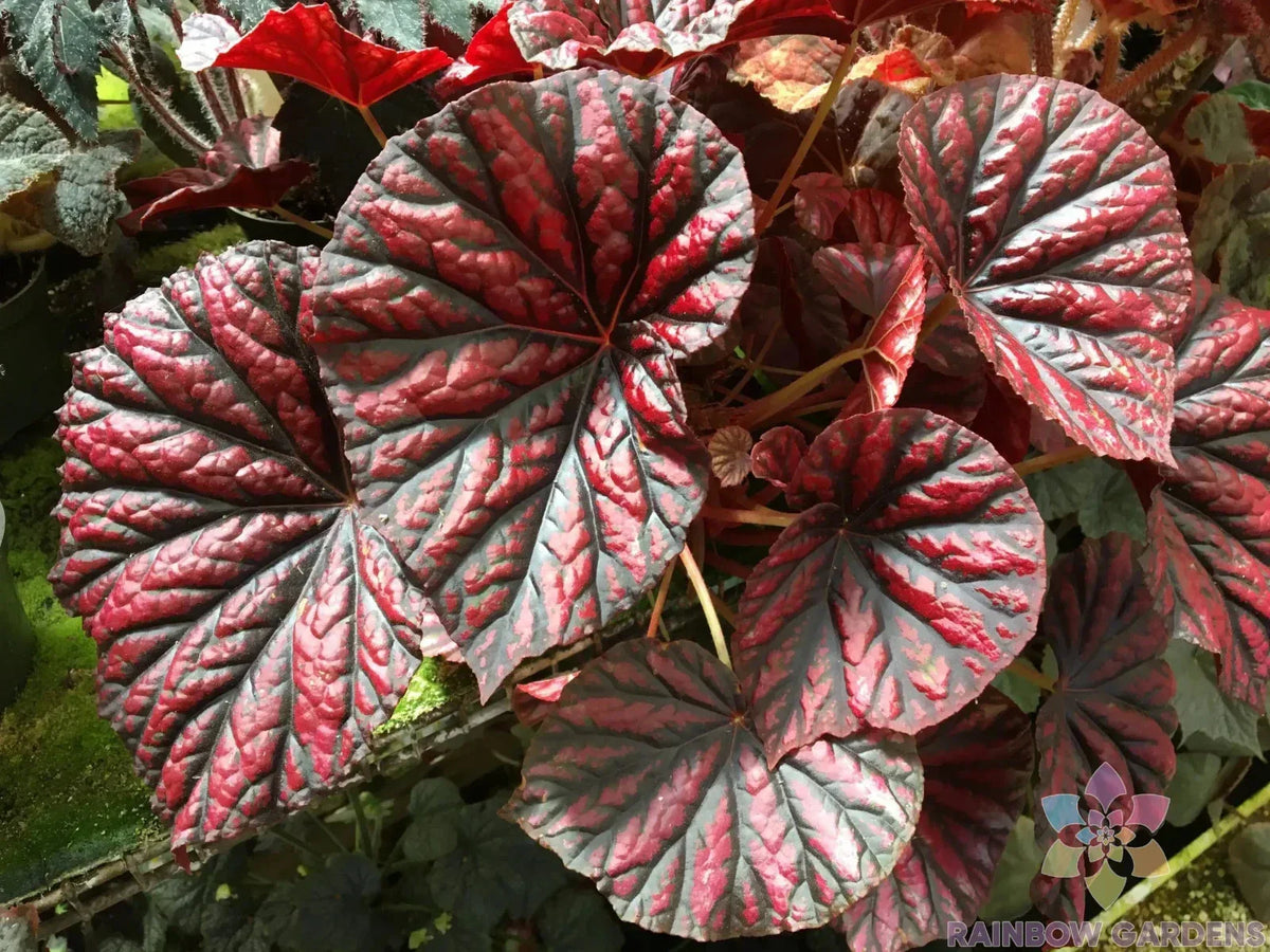 25+ Rhizomatous Begonia Seeds - Begonia spp. - Ideal for Indoor & Outdoor Garden Planting - USA