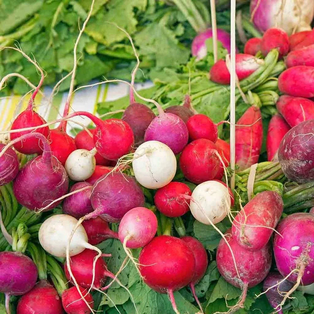 Radish Seeds 200 Count – Easter Egg Blend Non-GMO Vegetable Garden Seeds Raphanus sativus