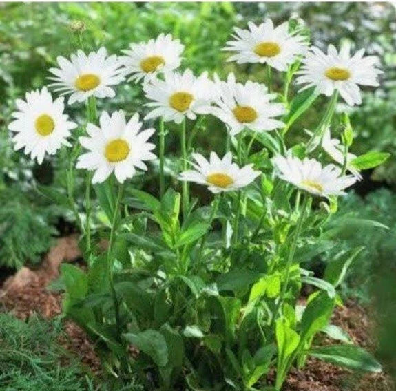 Shasta Daisy Seeds - Non-GMO Perennial Flower Seeds for Garden, Leucanthemum x superbum, White Bloom Variety