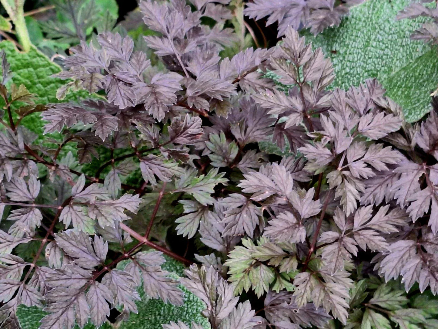 Black Cow Parsley Seeds - Anthriscus sylvestris Ravenswing - 50 Seeds Pack
