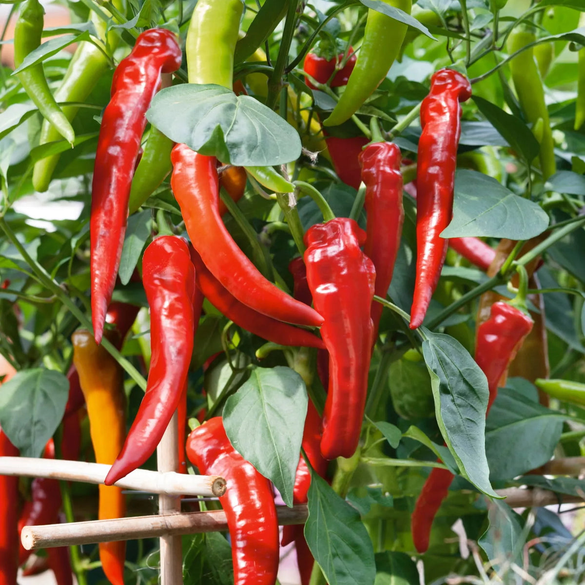Cowhorn Hot Pepper Seeds – Heirloom Capsicum Annuum, Red Cayenne, Spicy Vegetable Seeds for Home Garden, 25+ Pack