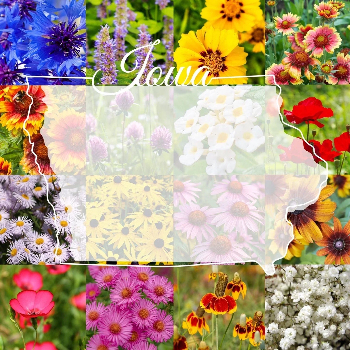 Wildflower Seed Mix 1/4 lb Bulk Iowa Native Blend for Pollinator Gardens, Covers 2,000 sq ft