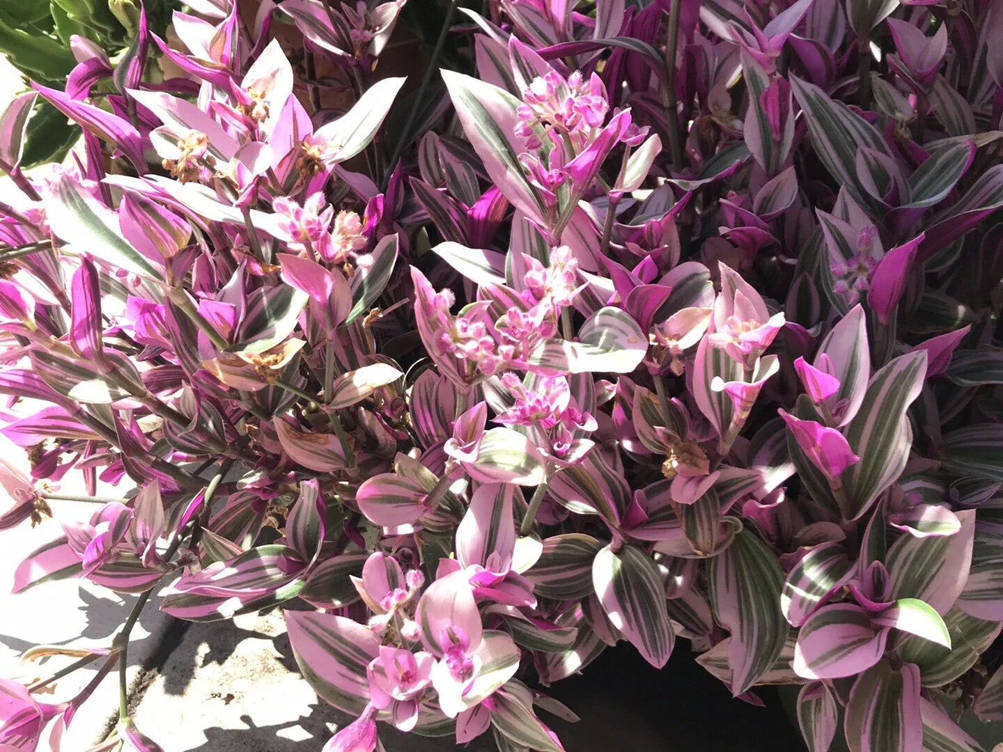 Tradescantia Nanouk Cuttings - 5 Healthy Propagation Plants - Rare Pink Wandering Jew - Tradescantia albiflora
