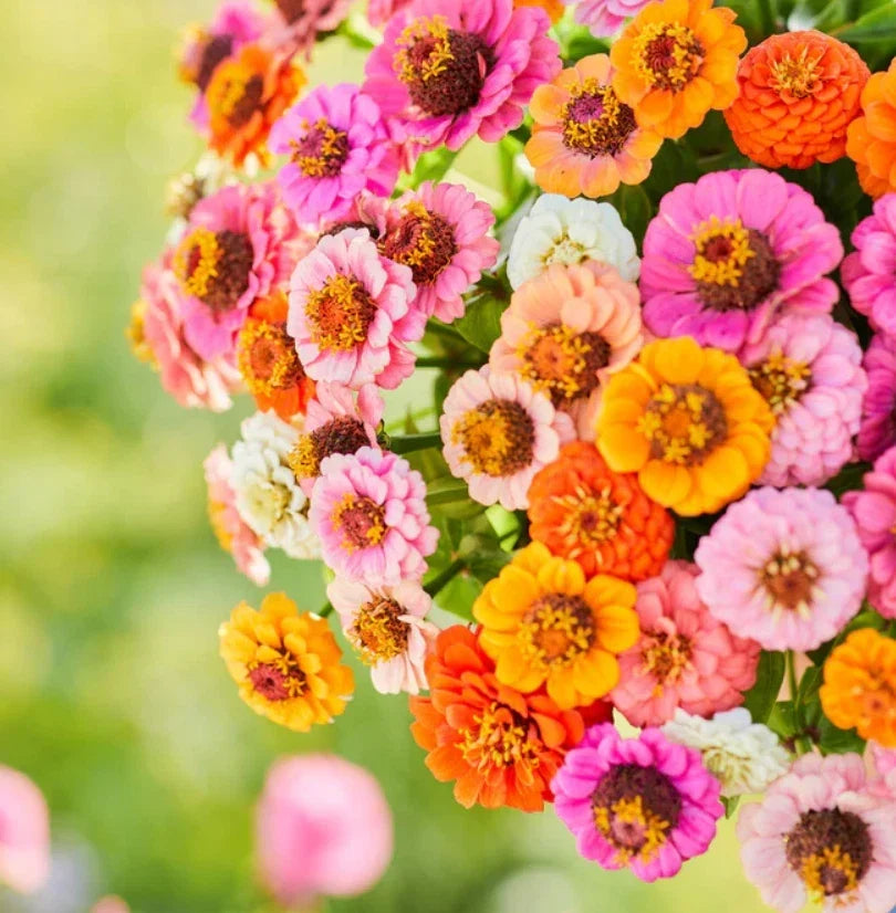 Zinnia Seeds Pack - Button Box Mix - Petite Dwarf Short - Non-GMO - Zinnia elegans - Vibrant Flower Seeds for Garden and Landscape