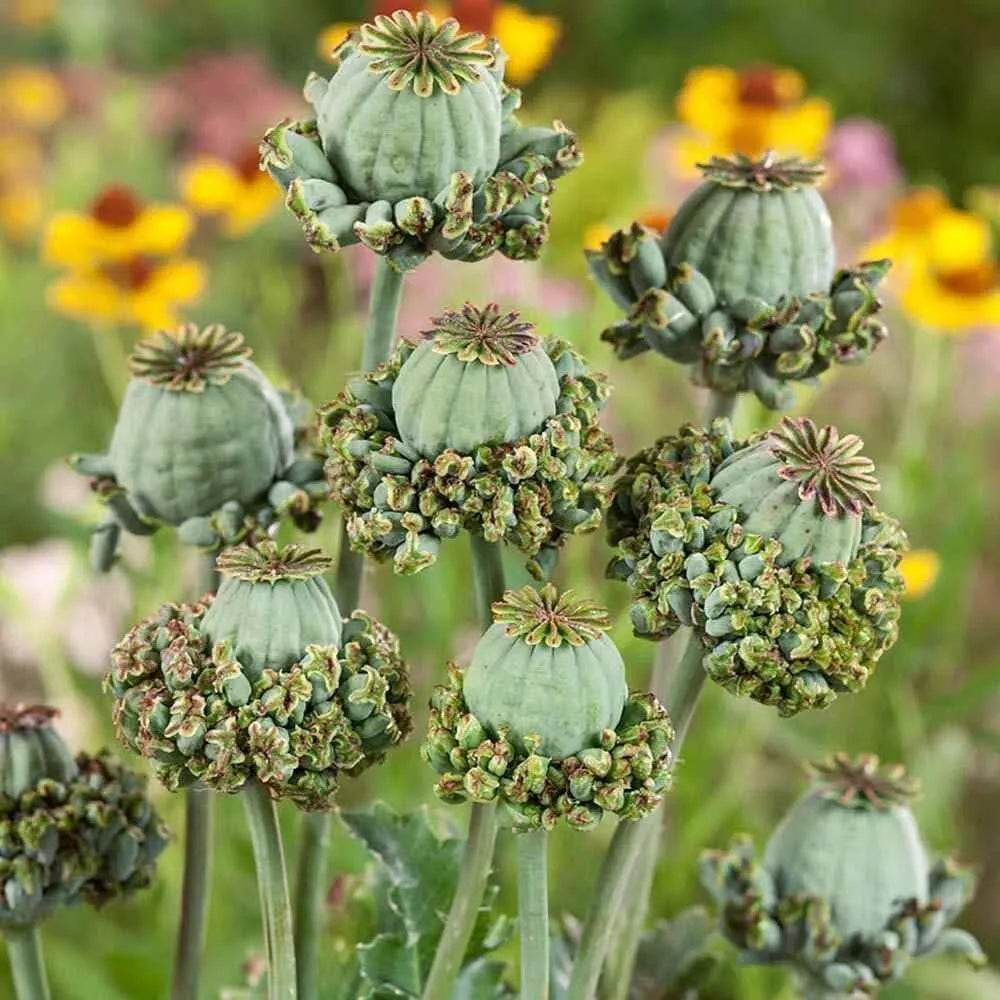 Hens and Chicks Seeds - 100 Count - Poppy Flower Variety - Sempervivum spp.