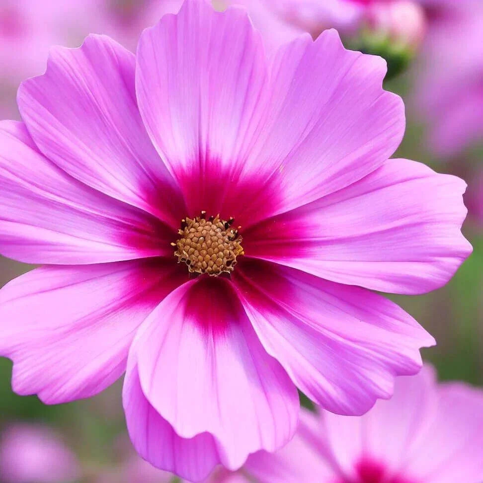 Gloria Cosmos Seeds | Non-GMO Flower Seeds | Colorful Cosmos bipinnatus Garden Variety | Annual for Beds & Borders