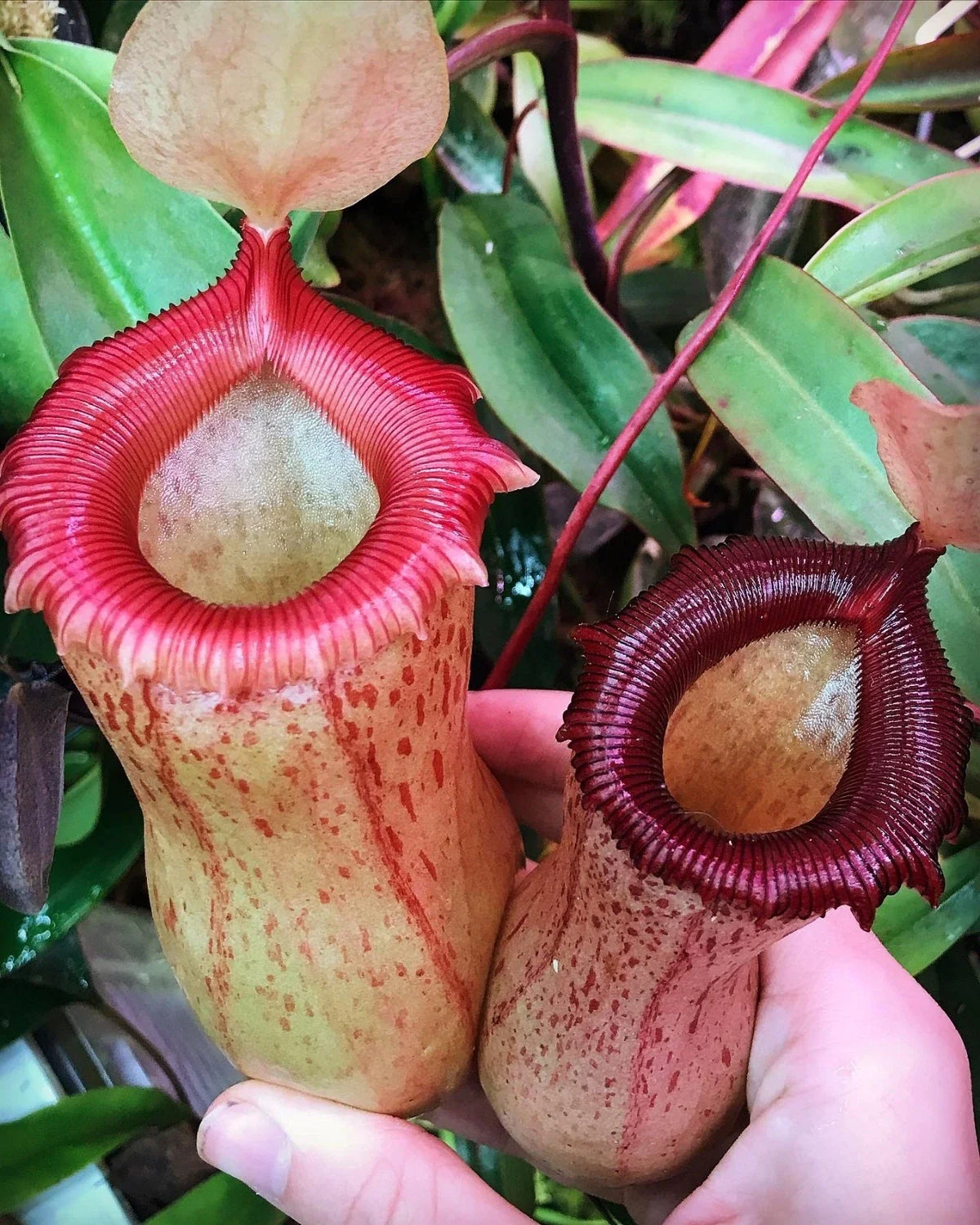 Rooted Carnivorous Plant Cutting - Nepenthes ventricosa x sibuyanensis HC Hybrid, Tropical Pitcher Plant for Sale