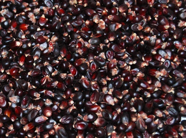 Dakota Black Popcorn Seeds - Heirloom Zea mays everta, Non-GMO, Fresh Popcorn Seed Pack for Home Gardening & Small Farms