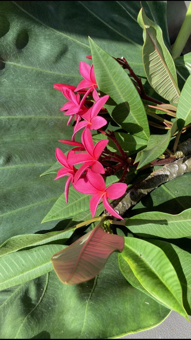Hawaiian Grand Plumeria Plant 5 Pack | Pink, Orange & White Frangipani | Plumeria spp. | Tropical Garden, Container