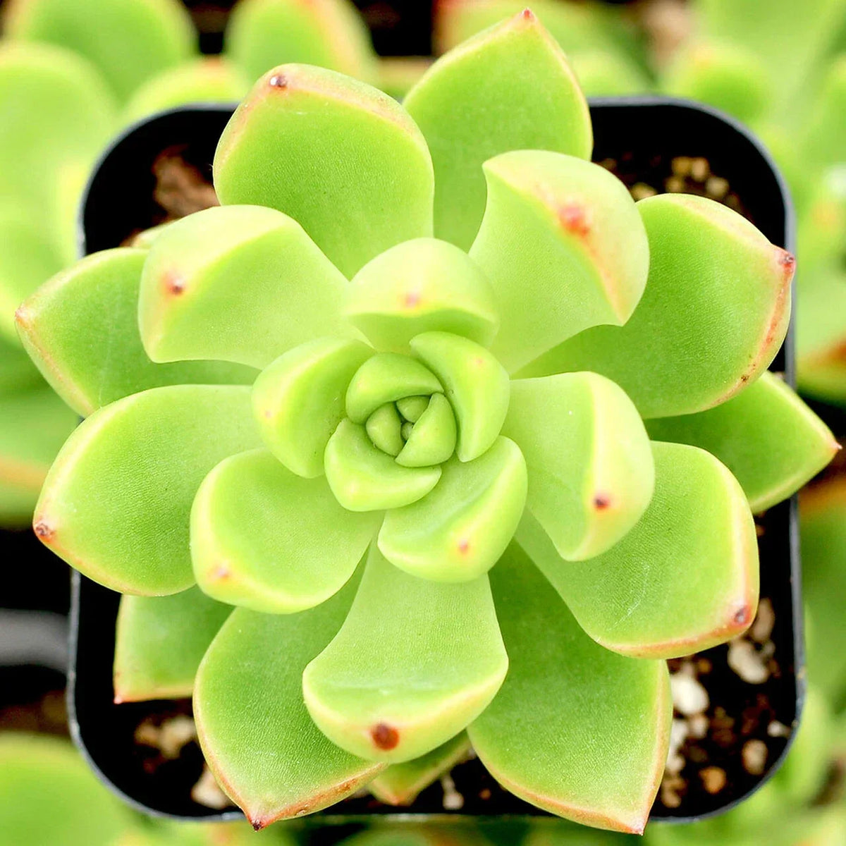Sedum Adolphii Lime Gold Succulent Plants - 3" Diameter, Drought-Tolerant, Low Maintenance Greenery