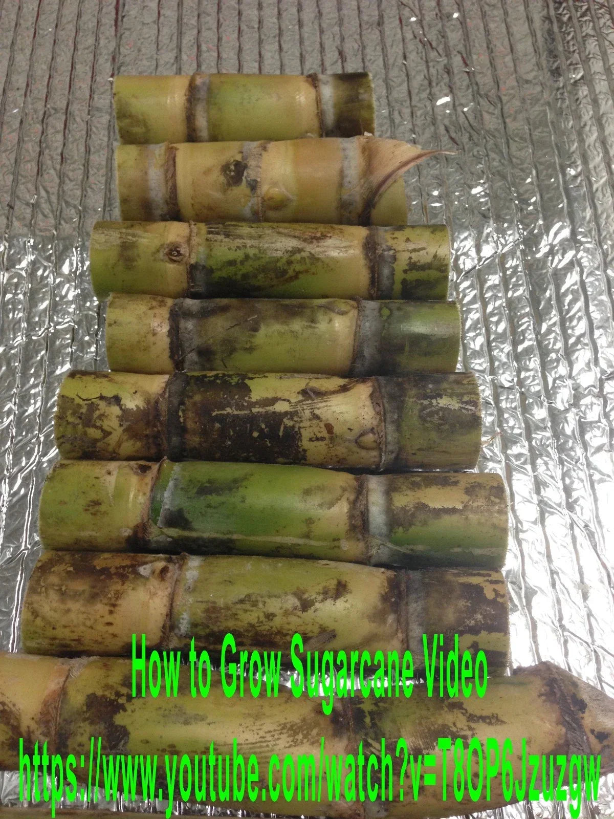 Sugarcane Buds - Heirloom Fresh Cut for Planting, Florida Grown, Saccharum officinarum, Ready to Plant, Perennial Grass, Full Sun