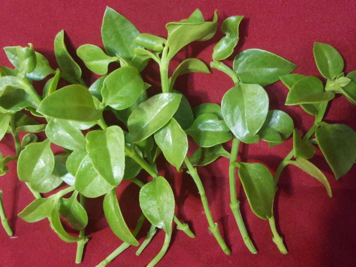 Sun Rose Red Apple Cuttings 4-6 Inches Aptenia cordifolia for Rooting - 10 Pack