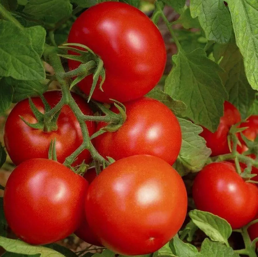 Bonny Best Tomato Seeds - 50+ Indeterminate Vegetable Seeds for Sauces, Solanum lycopersicum, Heirloom, Full Sun