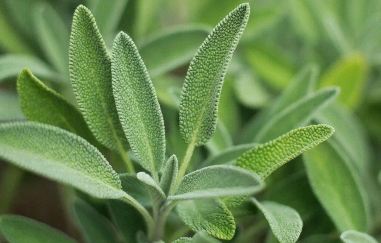 Sage Herb Seeds, Broadleaf Salvia officinalis, Culinary Aromatic Shrub, 100+ Seeds, Garden Plant, Free Shipping