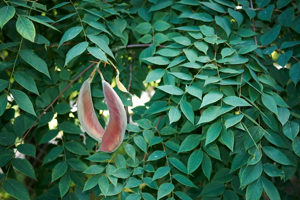 Kentucky Coffee Tree Seeds - Gymnocladus dioicus - Native Deciduous Tree for Planting, Shade, Wildlife Habitat