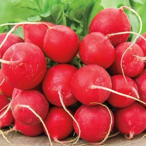 German Giant Radish Seeds 200 Ct Heirloom Non-GMO Vegetable Garden Seeds Raphanus sativus