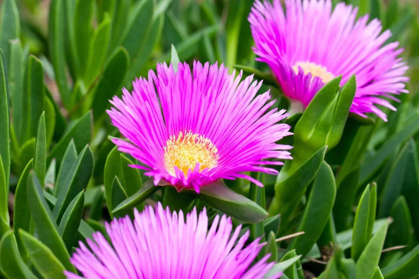 Live Ice Plant Cuttings for Rooting - Ground Cover Delosperma spp. Succulent Plants for Drought Tolerance