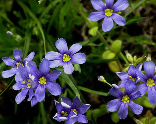 100 Seeds Western Blue-Eyed Grass Perennial Sisyrinchium bellum for Gardens, Borders & Meadows