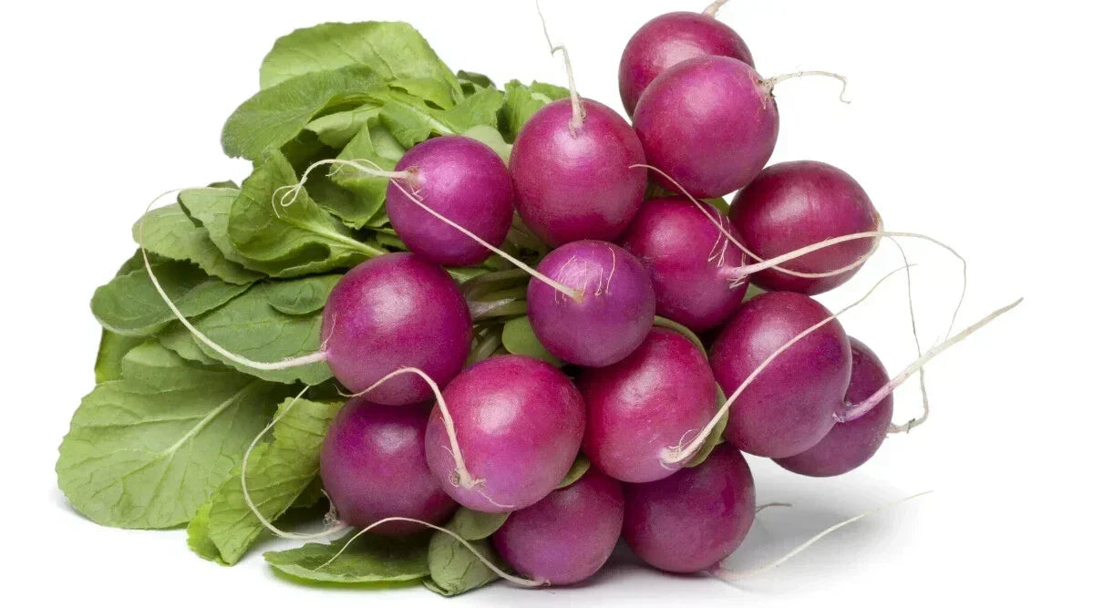 Malaga Radish Seeds - 500+ Count - Fast-Growing Raphanus sativus - USA