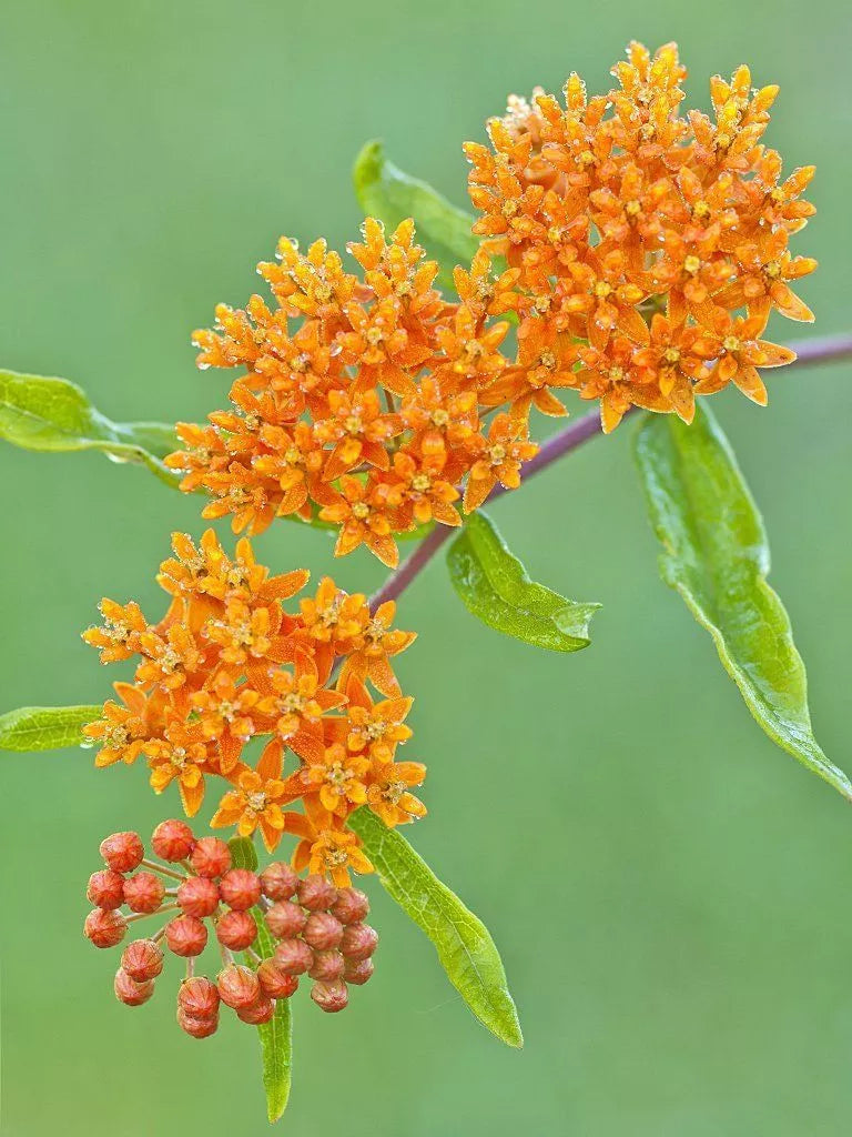 Butterfly Weed Seeds - 30 Pack - Orange Flowers - Attract Hummingbirds & Butterflies - Asclepias tuberosa - Perennial Pollinator Plant