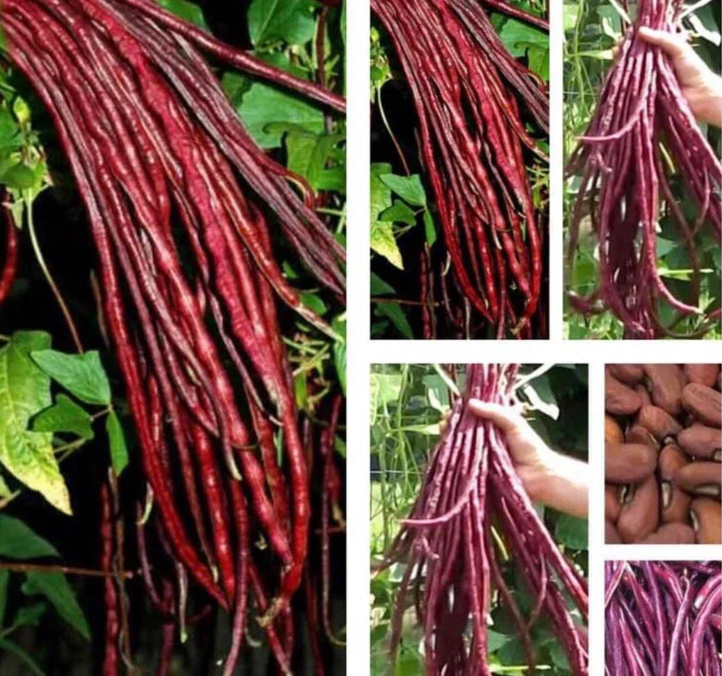 Red Yard Long Bean Seeds - 10+ Asian Chinese Noodle Bean - Vigna unguiculata