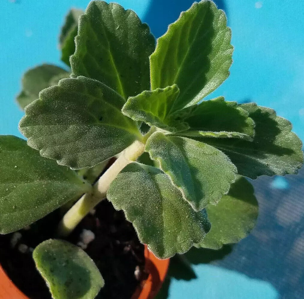 Plectranthus Neochilus Cuttings - 5x Fuzzy Lobster Flower, Swedish Ivy Spur Flower, Trailing Indoor Plant Propagation