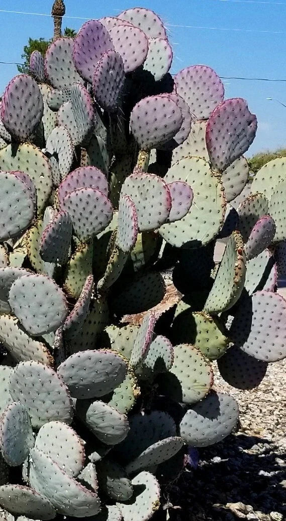 Santa Rita Purple Prickly Pear Cactus Cutting 5-6" Opuntia violacea Desert Garden Succulent