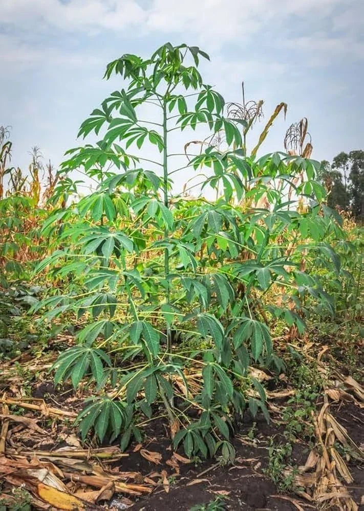 Cassava Cuttings 8" Red Yuca Manihot esculenta Ready to Plant, Disease-Free, Fast-Growing, Culinary, Traditional Dishes