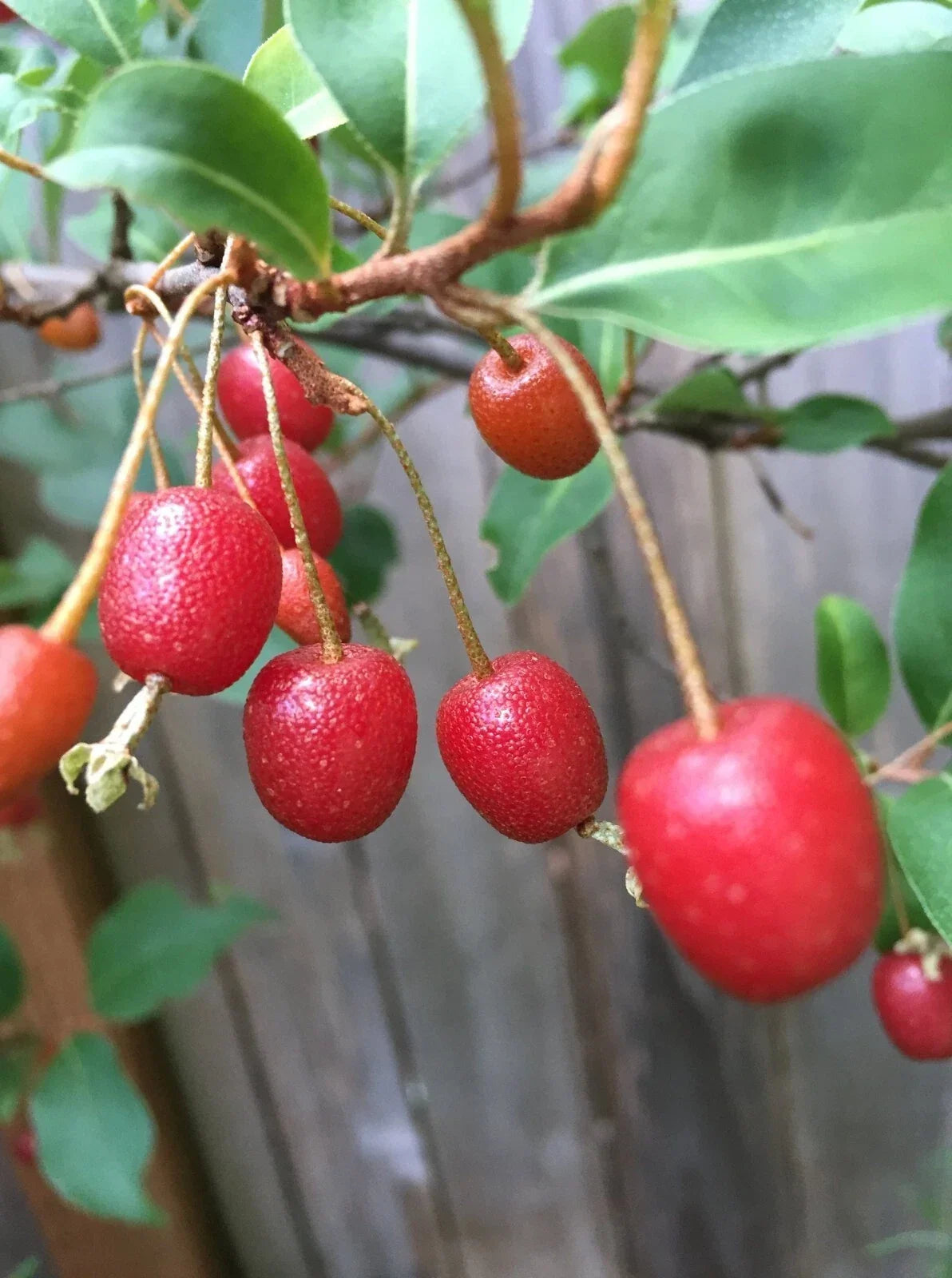 Goumi Cuttings - 4 Edible Red Fruit Plants - Nitrogen Fixing Permaculture Shrubs - Eleeagnus multiflora