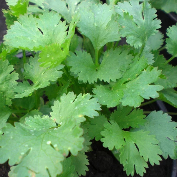 Coriander Seeds Heirloom Non-GMO Santo Cilantro Coriandrum sativum Packet of Seeds